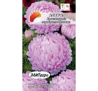 Лот: 11024108. Фото: 1. Астра Александрия серебристо-розовая... Садовые цветы