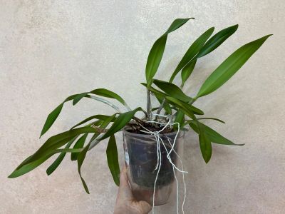 Лот: 25882107. Фото: 1. Каттлея. Горшечные растения и комнатные цветы