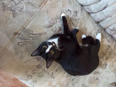 Лот: 17063820. Фото: 1. Коты домашние. Кошки, котята
