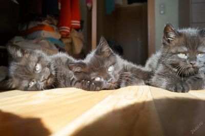Лот: 3817237. Фото: 1. Британские котятки, с документами... Кошки, котята