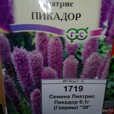 Лот: 9118629. Фото: 1. Семена / цветы / Лиатрис / Пикадор... Садовые цветы