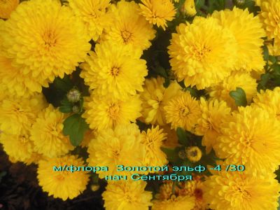 Лот: 8030619. Фото: 1. Золотой эльф. Садовые цветы