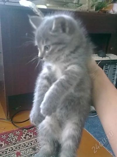 Лот: 1534783. Фото: 1. Отдам котенка "мальчика". Кошки, котята