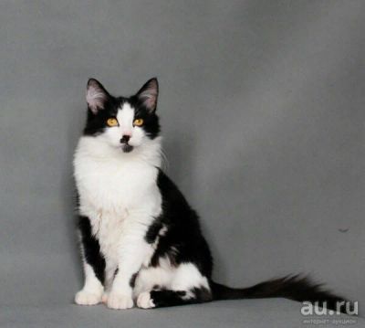Лот: 13314485. Фото: 1. Котик Мурзик в хорошие руки. Кошки, котята