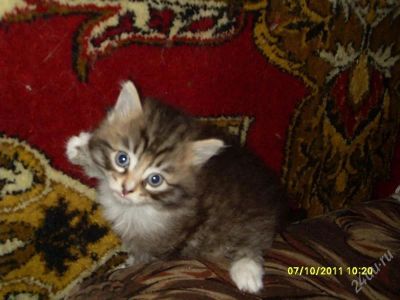 Лот: 1275841. Фото: 1. Котенок 2. Кошки, котята