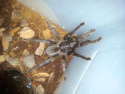 Лот: 2985579. Фото: 1. Цириопагопус паганус (Cyriopagopus... Остальные животные