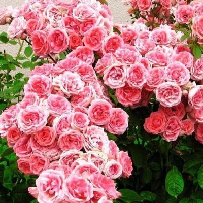 Лот: 22038681. Фото: 1. Роза флорибунда Кимоно. Садовые цветы