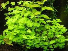 Лот: 6500943. Фото: 1. (Hydrocotyle tripartita). Водные растения
