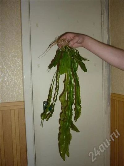 Лот: 275443. Фото: 1. растючка для аквариума. Водные растения