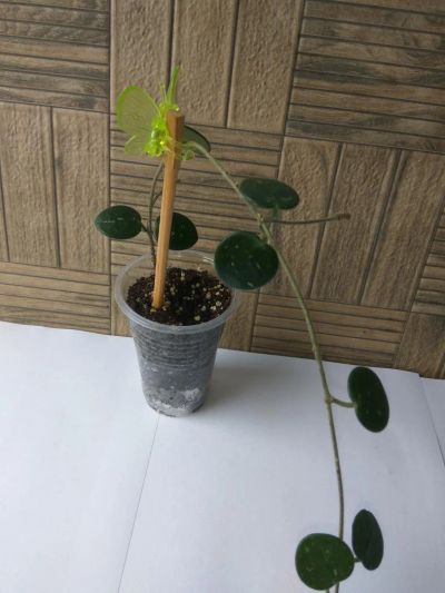 Лот: 11500765. Фото: 1. хойя (Hoya cv.Mathilde). Горшечные растения и комнатные цветы