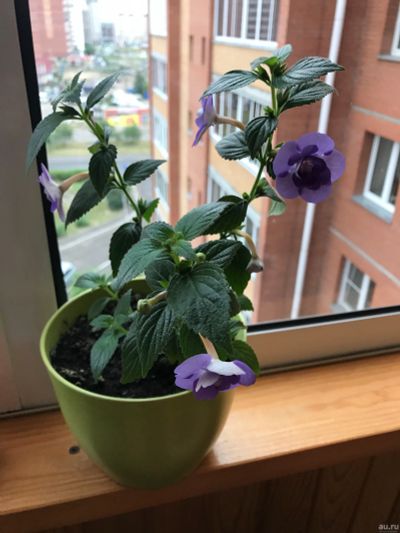Лот: 13662150. Фото: 1. Ахименес Double Blue Rose цветет. Горшечные растения и комнатные цветы