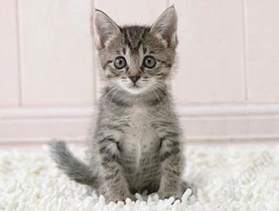 Лот: 2204513. Фото: 1. Котенок. Кошки, котята
