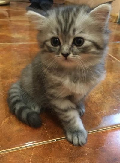 Лот: 7304299. Фото: 1. Шотландский котёнок. Кошки, котята
