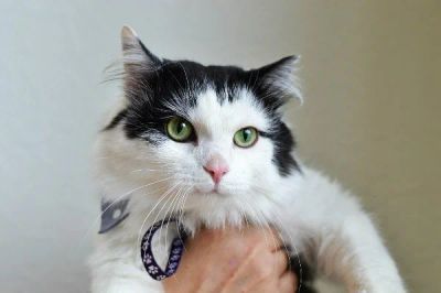 Лот: 6138828. Фото: 1. Котик 2 года. Кошки, котята