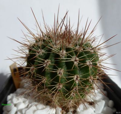 Лот: 13560575. Фото: 1. Кактус Acanthocalycium klimpellianum... Горшечные растения и комнатные цветы
