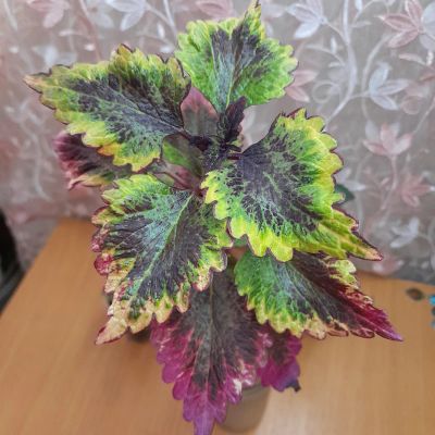 Лот: 25195498. Фото: 1. колеус. Горшечные растения и комнатные цветы