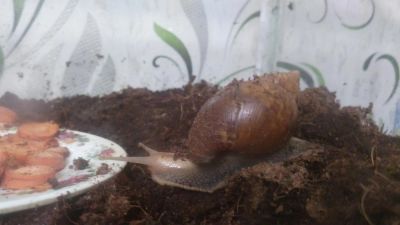 Лот: 10620732. Фото: 1. Улитки ахатины большие 6шт. Остальные животные