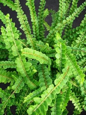 Лот: 3373856. Фото: 1. Сердцелистный нефролепис (Nephrolepis... Горшечные растения и комнатные цветы