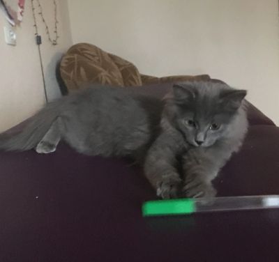 Лот: 14969028. Фото: 1. Котёнок. Кошки, котята