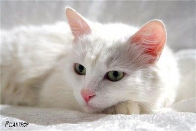 Лот: 3790468. Фото: 1. Белый кот Мурзик. Кошки, котята