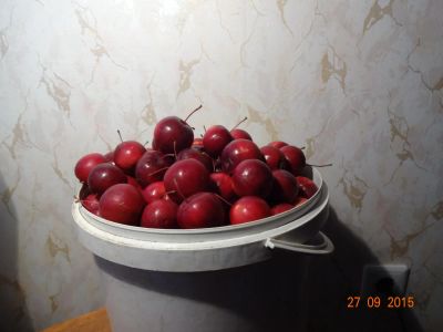 Лот: 6172474. Фото: 1. Ранетки сладко-кислые, цена за... Овощи, фрукты, зелень