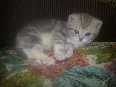 Лот: 1804323. Фото: 1. котЭ. Кошки, котята