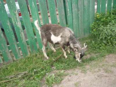 Лот: 7769606. Фото: 1. Козел Бублик. Остальные животные