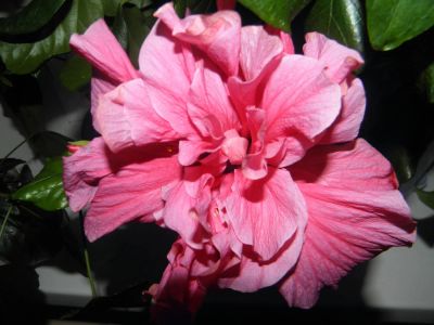 Лот: 7469861. Фото: 1. Гибискус розовый с бутонами. Горшечные растения и комнатные цветы