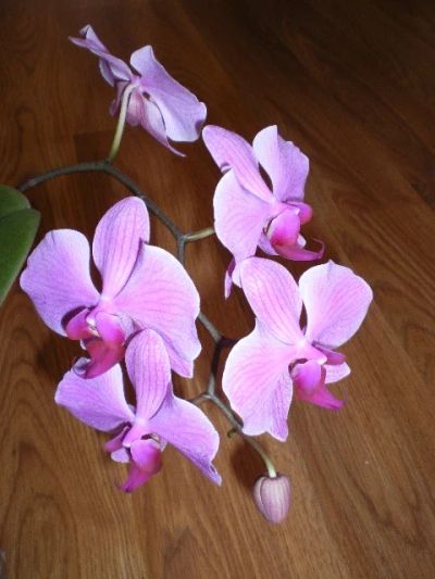 Лот: 3783092. Фото: 1. Орхидея с цветоносом. Горшечные растения и комнатные цветы