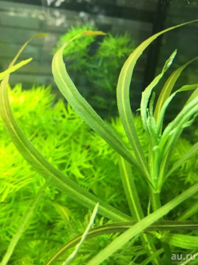 Лот: 13215667. Фото: 1. Погостемон октопус (Pogostemon... Водные растения