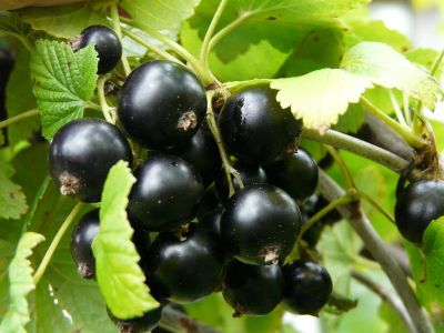 Лот: 7929790. Фото: 1. Вкусная смородина, со своей дачи... Ягоды, орехи
