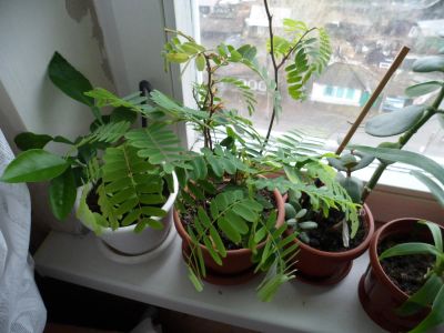 Лот: 5424091. Фото: 1. Тайское растение. Горшечные растения и комнатные цветы