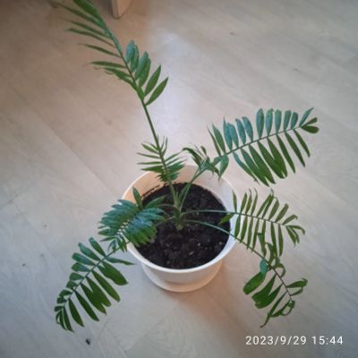 Лот: 20853292. Фото: 1. Хамедорея 3. Горшечные растения и комнатные цветы