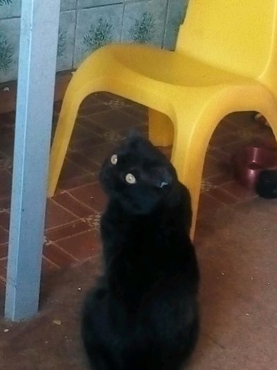 Лот: 11353417. Фото: 1. Велес. Вислоухий шотландец. Кошки, котята
