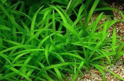 Лот: 2033724. Фото: 1. Растения (Эхинодорус, Микрантемум... Водные растения