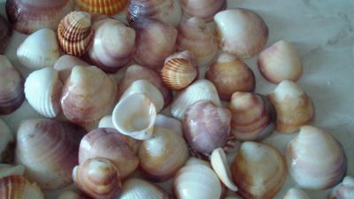Лот: 4283141. Фото: 1. Ракушки с моря,одним лотом. Минералы и окаменелости