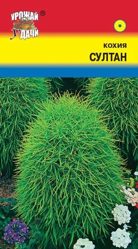 Лот: 12883706. Фото: 1. Семена кохии "Султан" - необычные... Садовые цветы