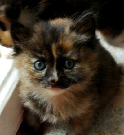 Лот: 3209976. Фото: 1. курильский бобтейл девочка. Кошки, котята