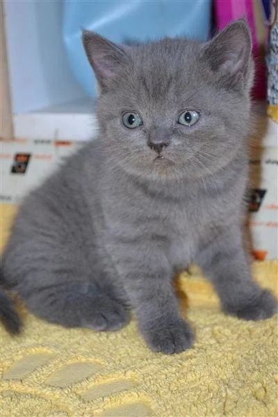 Лот: 2481771. Фото: 1. Плюшевое очарование. Кошки, котята
