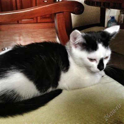 Лот: 2410632. Фото: 1. Отдам котенка, девочка, 2 месяца. Кошки, котята