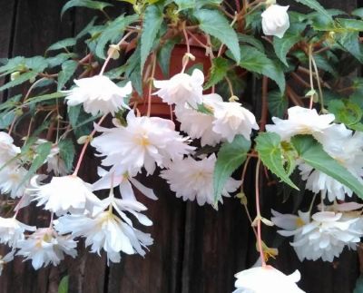 Лот: 16033714. Фото: 1. Бегония Belleconia Snow. Горшечные растения и комнатные цветы
