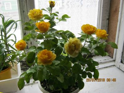 Лот: 11758562. Фото: 1. роза комнатная желтая. Горшечные растения и комнатные цветы