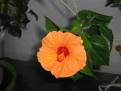 Лот: 1675619. Фото: 1. черенок персикового гибискуса... Горшечные растения и комнатные цветы