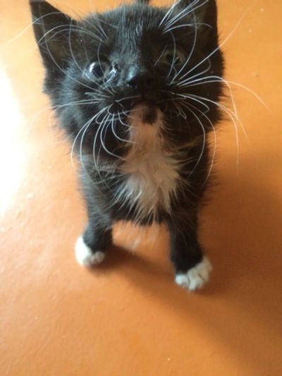 Лот: 7661083. Фото: 1. Котята маленькие, хорошенькие... Кошки, котята