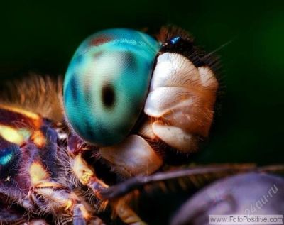 Лот: 1800637. Фото: 1. Реверсивный Макро адаптер Macro... Крышки, бленды