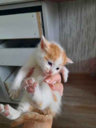 Лот: 23640121. Фото: 1. Микро кот🐱. Кошки, котята