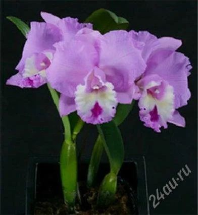 Лот: 2880646. Фото: 1. Bc. CF Pink 'Diana'. Горшечные растения и комнатные цветы