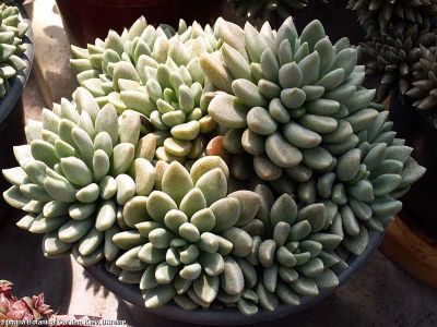 Лот: 10094380. Фото: 1. Синокрассула денсирозулата Sinocrassula... Горшечные растения и комнатные цветы