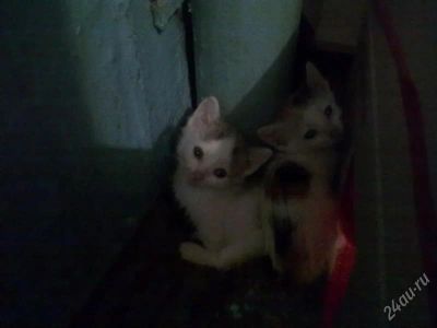 Лот: 1412412. Фото: 1. котята. Кошки, котята