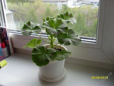 Лот: 2873755. Фото: 1. Сортовая герань (пеларгония... Горшечные растения и комнатные цветы
